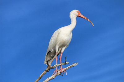 Low angle view of bird perching on branch against blue sky