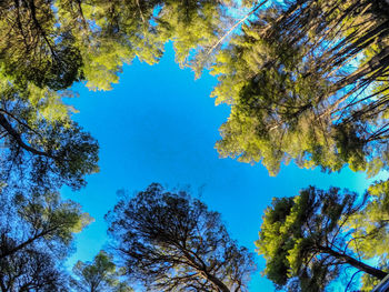 Low angle view of trees against blue sky