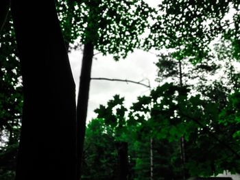 Low angle view of trees in forest against sky