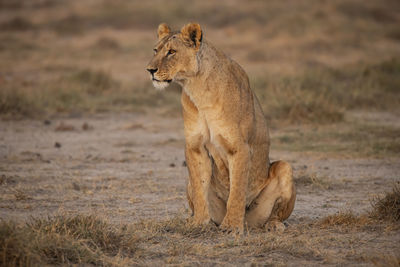 View of a cat on field