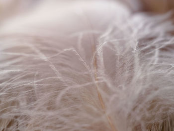 Close-up of feather