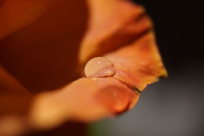 Close-up of water drop on hand