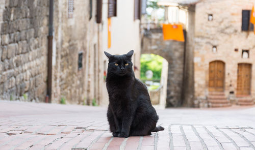 Portrait of black cat sitting on street