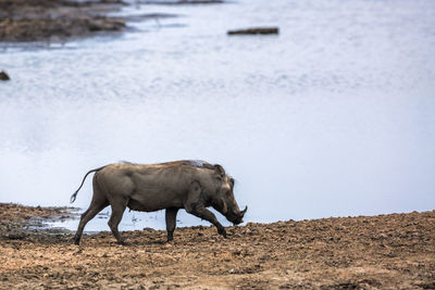 Horse standing in a lake