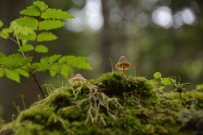 Close-up of mushroom growing on tree