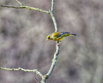 Close-up of bird perching on branch