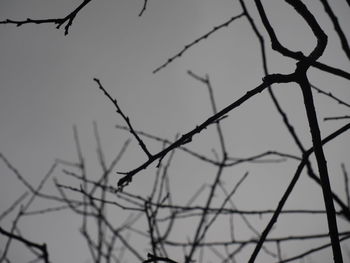 Close-up of silhouette branch against clear sky