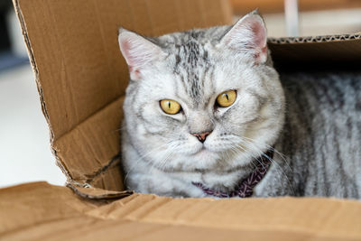 Close-up portrait of cat at home