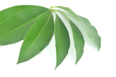 Close-up of leaves against white background