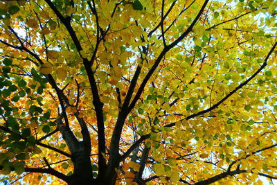 Low angle view of tree during autumn