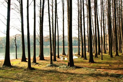 Trees in forest against sky