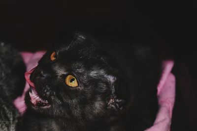 Close-up portrait of black cat