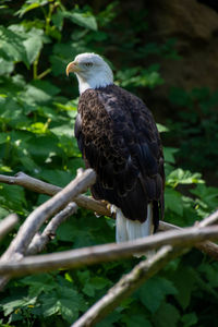 Bird perching on branch