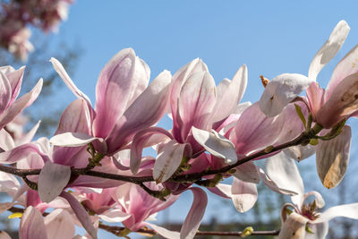 Close-up of pink cherry blossoms against sky