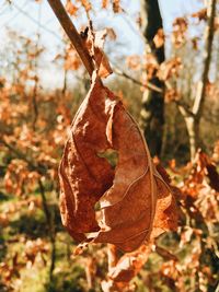 Close-up of leaves on branch