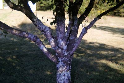 Purple tree trunk against sky