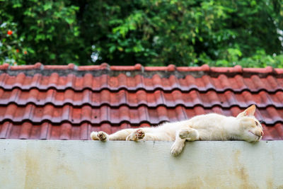 Cat sleeping on retaining wall