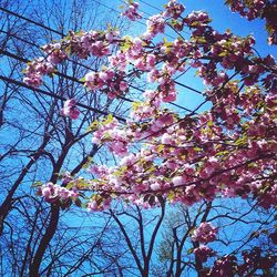 Low angle view of flower tree against sky