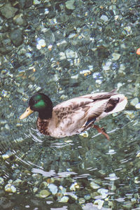 Duck swimming in lake