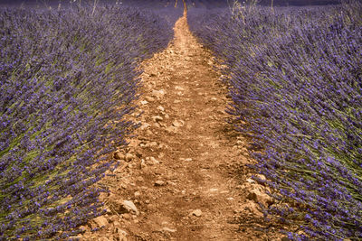 High angle view of purple flowering plants on field