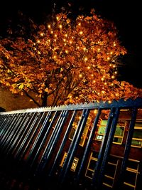 View of illuminated trees at night