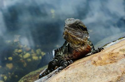 Close-up of iguana looking away