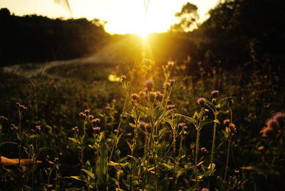 Plants growing on field against sky during sunset