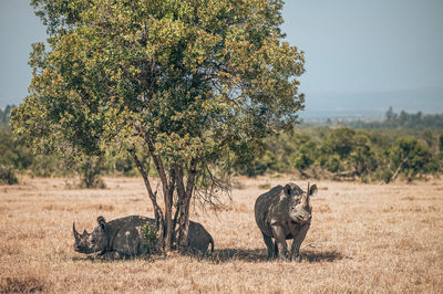 Rhino sitting under tree