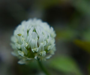 Close-up of white flowering plant