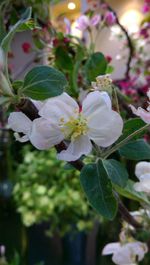 Close-up of white flowers blooming outdoors