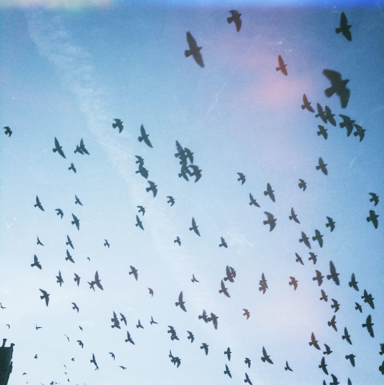 bird, flying, animal themes, animals in the wild, flock of birds, low angle view, wildlife, sky, mid-air, blue, silhouette, nature, outdoors, day, cloud - sky, spread wings, togetherness, medium group of animals, abundance