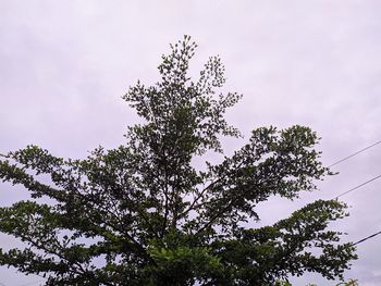 Low angle view of silhouette tree against sky