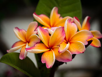 Close-up of frangipani flowers against blurred background