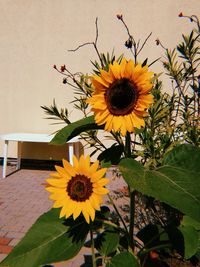 Close-up of yellow flowering plant