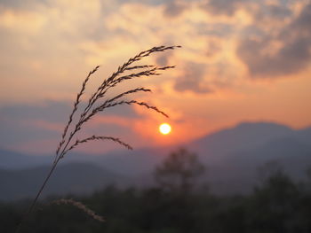 Close-up of silhouette plant against sunset sky