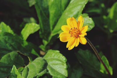 Close-up of yellow flower blooming outdoors