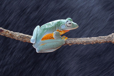 Close-up of frog on branch