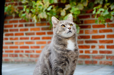 Close-up of a cat