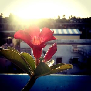 Close-up of red flower blooming outdoors