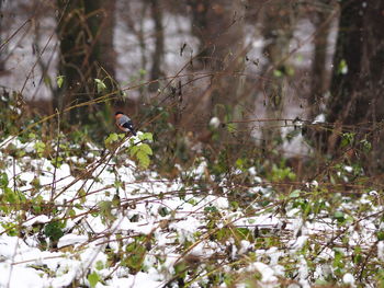 Bird perching on tree during winter