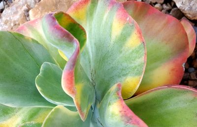 Close-up of prickly pear cactus