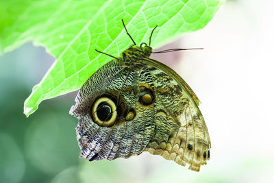 Close-up of butterfly on leaf