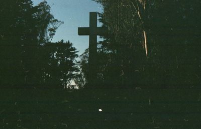 Trees in the dark