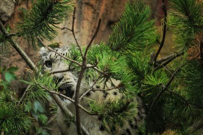 Close-up of pine tree