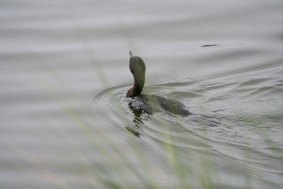 Close-up of turtle swimming in water