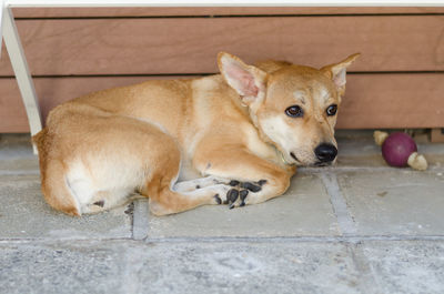 Portrait of dog lying on floor