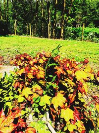 Scenic view of flowering trees and plants growing on field