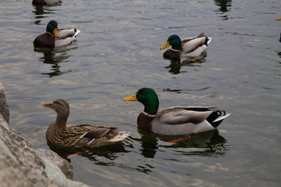 High angle view of ducks swimming in lake