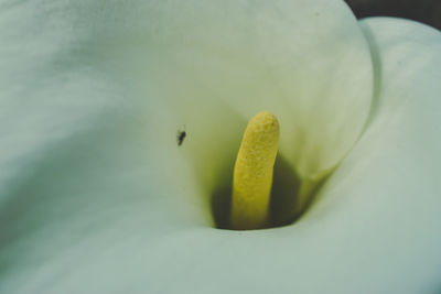 Close-up of white flower plant
