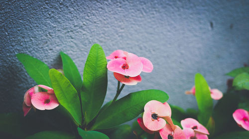 Close-up of pink flowers blooming outdoors